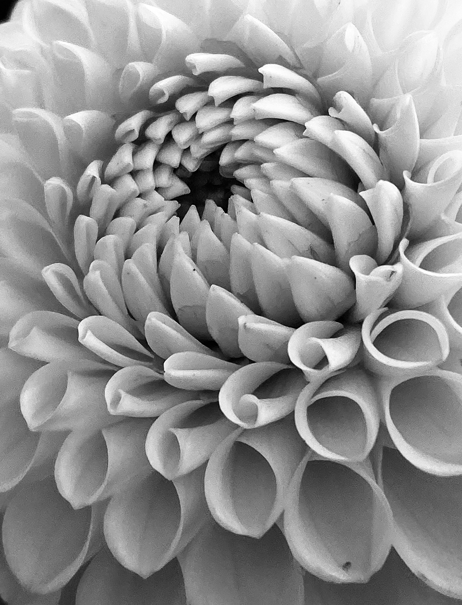 Flower Photography